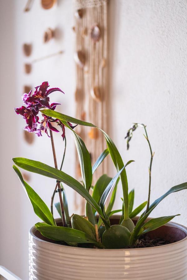 Beach Studio In Albufeira'S Old Town Ngoại thất bức ảnh
